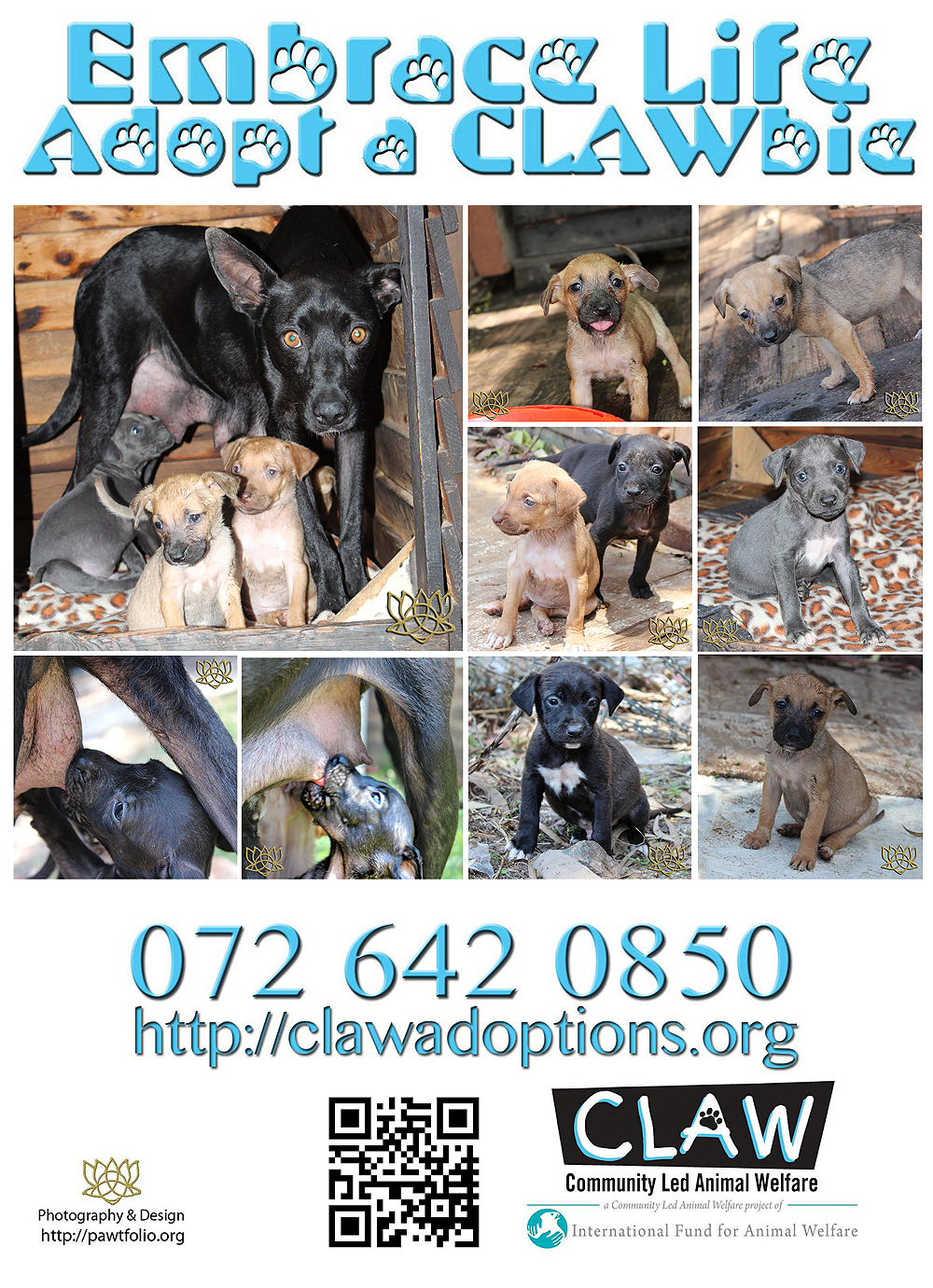 Embrace Life: Adopt a CLAWbie