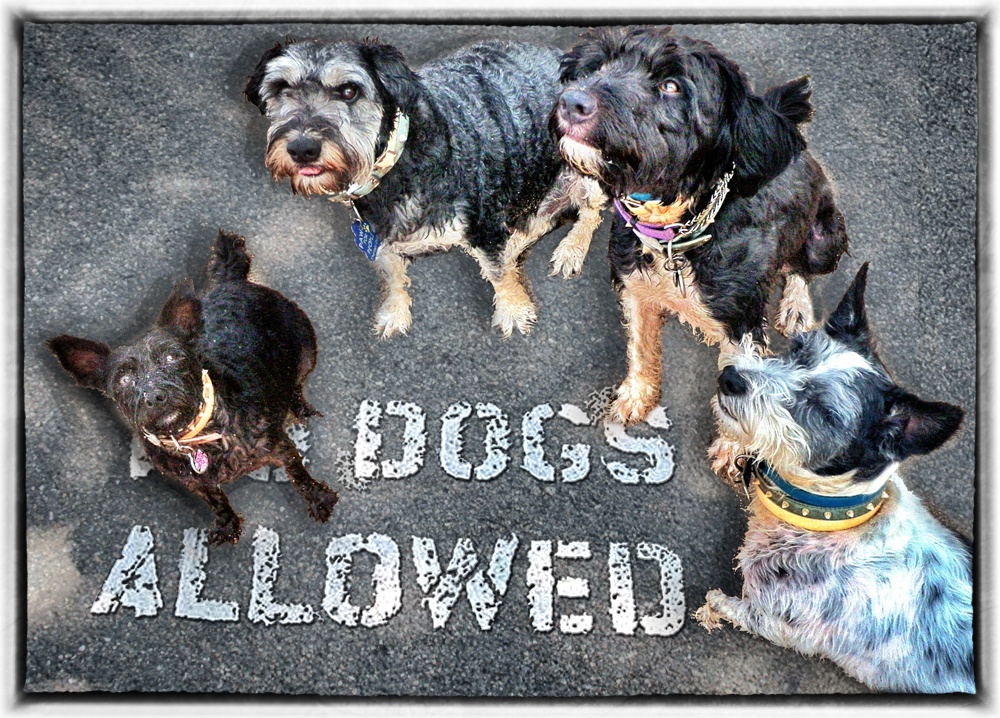 Pet-friendly accommoadtion...